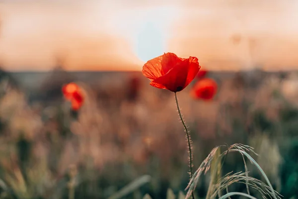 Red poppies flowers blossom on wild field. Shallow depth of field — Stok fotoğraf