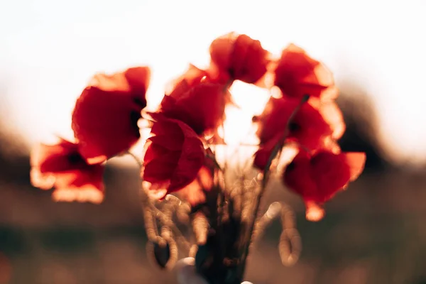 Κόκκινα λουλούδια παπαρούνας στον ουρανό. Ρηχό βάθος πεδίου — Φωτογραφία Αρχείου