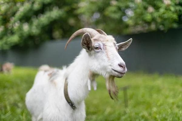 Büyük boynuzlu şirin beyaz keçi köyün çayırında ot yiyor. Yaz ya da bahar. — Stok fotoğraf