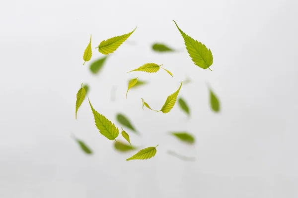 Random circle flying fresh green leaves isolated on white background with copy space — Stock Photo, Image