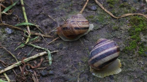 Mehr Schnecke Achatina mit braunem Gehäuse und Tentakeln kriecht auf dem trockenen Boden im Park — Stockvideo