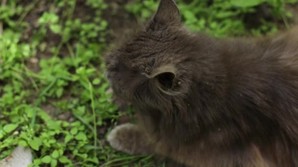 4k Ενηλίκων γκρι χνουδωτή γάτα με κίτρινα μάτια βρίσκεται στο έδαφος και κοιτάζει γύρω στον κήπο άνοιξη, αστεία κατοικίδια ζώα — Αρχείο Βίντεο