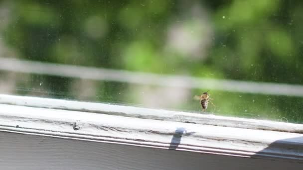 Nahaufnahme einer Honigbiene, die im zeitigen Frühling hinter Fenstern steckt. — Stockvideo