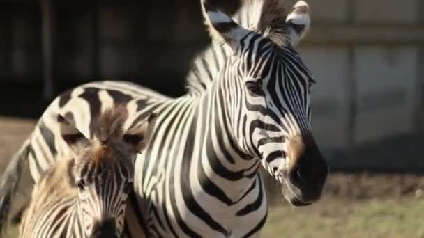 Beautiful baby zebra plains zebra beside mother in National Park African jungle — Stock Video