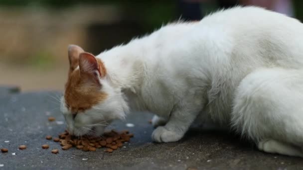 Бездомний дорослий білий коричневий кіт їсть їжу на вулиці — стокове відео