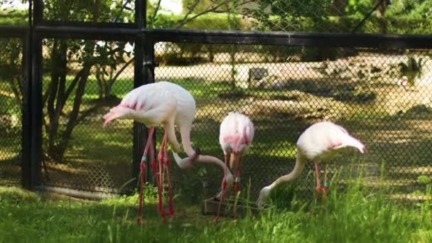 Güzel flamingo kuşları ailesi yazın hayvanat bahçesinde su içer. — Stok video