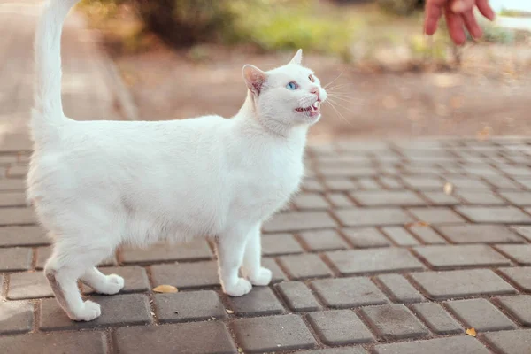 有不同颜色眼睛的白猫 可爱的小猫 蓝黄相间的眼睛在街上啼叫 可爱的家养宠物 异色症 — 图库照片