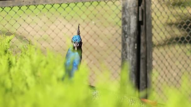Kopf eines blauen Pfaus aus nächster Nähe. Schöner blauer Pfau mit glänzenden Schwanzfedern spaziert im Sommerpark. — Stockvideo