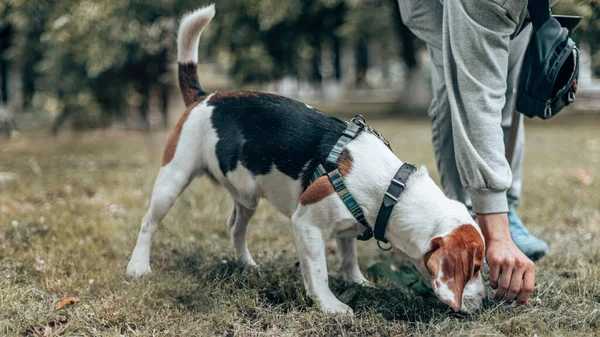 Чоловік Тренується Молодим Собакою Молодий Красивий Бігль Цуценя Їсть Деякі — стокове фото