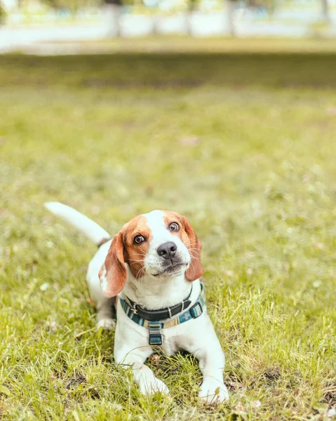 Ein Entzückender Beagle Welpe Lächelt Sommer Gras Die Kamera — Stockfoto