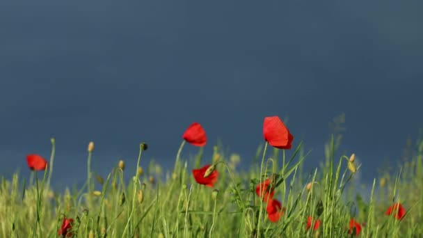 Hallo lente. Prachtig papaverveld landschap in volle bloei. Rode papaver weide op een dramatische donkere lucht — Stockvideo