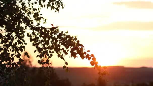 Promienie słońca świecące przez liście brzozy i gałęzie w letni zachód słońca — Wideo stockowe