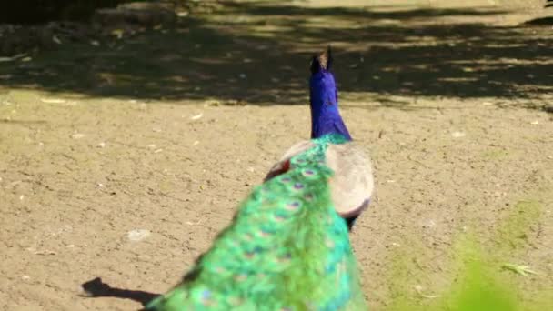 Vackra blå påfågel promenader i vår sommarpark. — Stockvideo