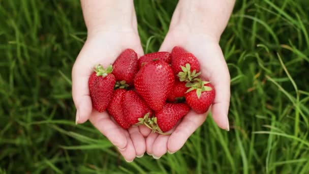 Жіночі руки тримають і збирають багато свіжої полуниці. Жінка тримає стиглу соковиту полуницю. Здоровий сільський органічний урожай в саду . — стокове відео
