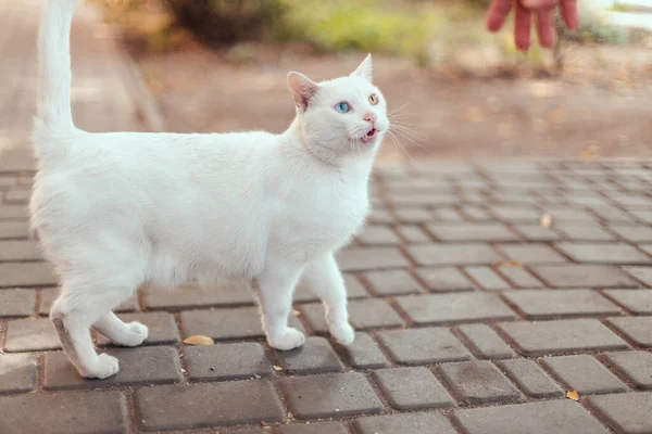 異なる色の目を持つ白い猫 通りには青い目と黄色い目の可愛い子猫 愛らしい家庭用ペットヘテロクロミア — ストック写真