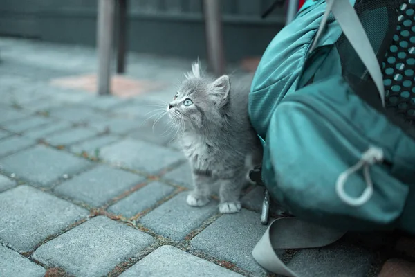 Beautiful Gray Fluffy Kitten Street Looks Side Tourist Backpack — Stock Photo, Image