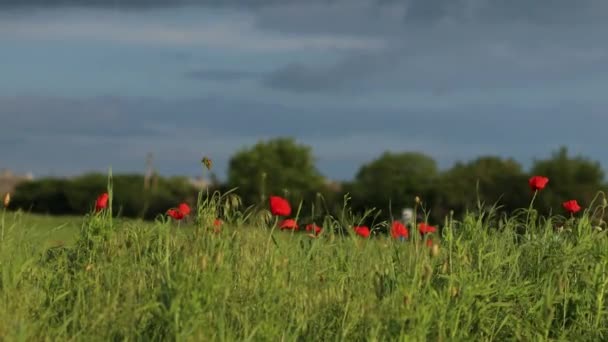 Nyílt bimbó vörös mákvirág zöld mezőn naplementekor a szélben. Közelkép gyönyörű rét táj — Stock videók