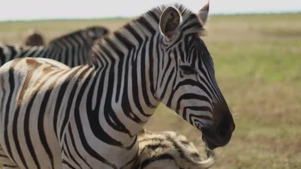 Närbild av zebror stående på fältet, vild häst med vita och svarta ränder — Stockvideo