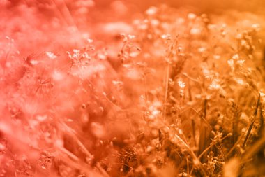 Güneşli bir günde sarı karahindiba ile ilkbahar yeşil tarlası. Romantik manzara manzarası, kopyalama alanı.