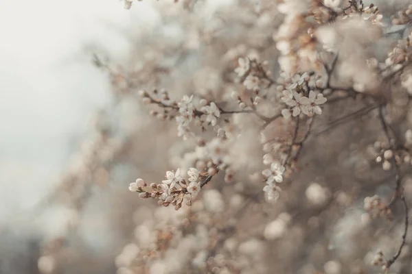 Puha művészi határ vagy háttérművészet színes cseresznyevirágzással. Gyönyörű természet jelenet virágzó fa és napfény. — Stock Fotó
