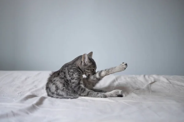Niedliche grau gestromte erwachsene Katze liegt auf dem Bett und leckt ihre Pfoten zum Putzen. — Stockfoto