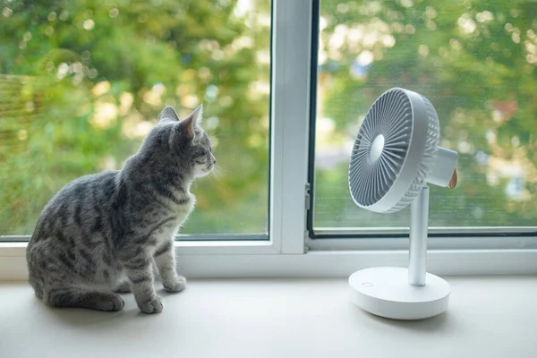 Aranyos bolyhos macska élvezi a levegő áramlását a ventilátor az ablakpárkányon egy forró nyári napon — Stock Fotó
