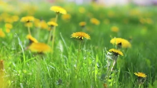 Spring kuning dandelion bunga rumput hijau di padang rumput di bawah sinar matahari di angin di musim panas. Dew tetes lampu di rumput hijau. 4k — Stok Video