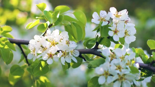 Im Garten blühen erstaunliche Birnenzweige. Pflanzen schwanken im Wind — Stockvideo