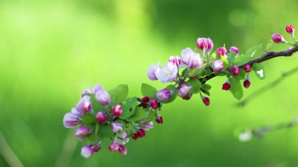 Tavaszi almavirág az almaágon fák virágoznak a napfényben a kertben. — Stock videók
