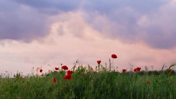 Rote Mohnblumen auf dem Feld gegen Sonnenuntergang. Schöne Wiesenlandschaft — Stockvideo