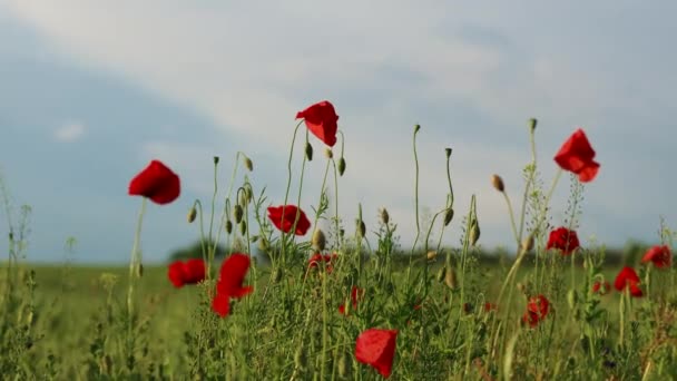 Hola primavera. Hermoso paisaje de campo de amapola en plena floración. Pradera de amapola roja a la luz del sol. Formato ancho, espacio de copia. enfoque suave — Vídeos de Stock