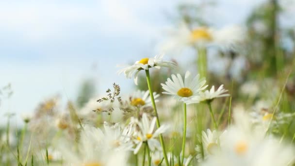 Campo de camomila de verão. Uma bela flor oscila ao vento em um dia ensolarado. Fundo natural. 4k. — Vídeo de Stock