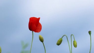 Dağlık kırsal bölgedeki tarlada kırmızı haşhaş çiçeği tomurcuğu. Güzel çayır manzarası