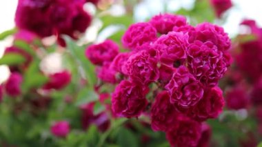 Çiçek açan pembe gül çalılarının arka planı