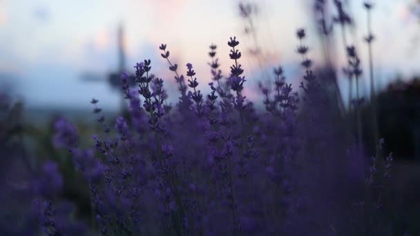 Prachtig landschap van lavendelvelden bij zonsondergang met zonnestralen op een zomerdag — Stockvideo