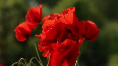 Güzel yaz mevsiminde rüzgarda yeşil tarlada kırmızı gelincik çiçekleri