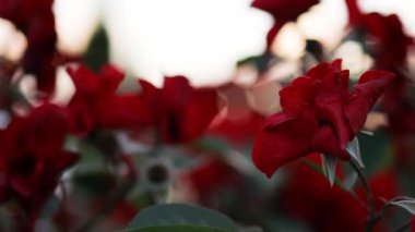 Bahçedeki kırmızı gül çalısı. Yaz bahçesinde açan kırmızı güller bahar çiçekleri.