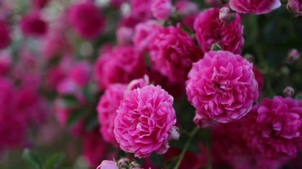 Рожева троянда цвіте в літній ранковий сад на троянді Буш. — стокове відео