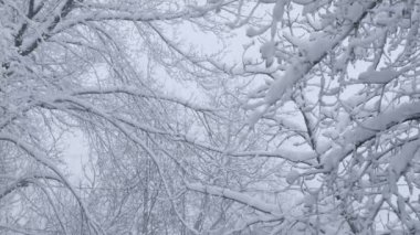 Kış manzarası. Güzel ladin ağaçlarının dalları beyaz pofuduk karlarla serpilmiştir.