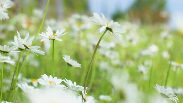 Summer chamomile field. A beautiful flower sways in the wind on a sunny day. Natural background. — Stock Video