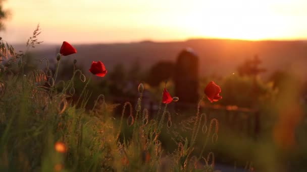 ケシ畑の風に赤いケシ。花のような自然な背景。美しい牧草地の風景。草の中に広がる黄色い太陽光線 — ストック動画