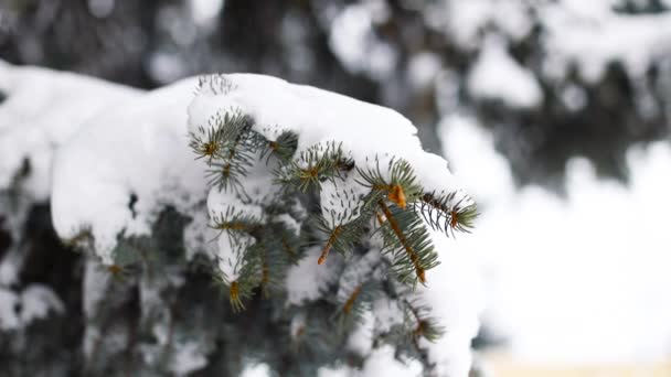 Téli erdő. Hófákkal borított fák az erdőben. Téli szezon — Stock videók