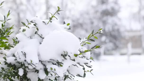 冬季公园的灌木枝条上飘落着美丽的绒毛雪 — 图库视频影像