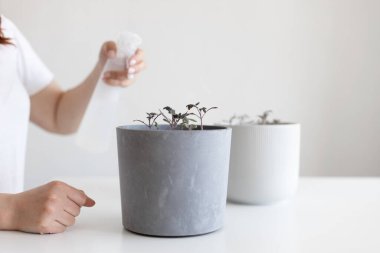 Evde sprey şişesiyle gri bir tencerede domates fideleri sulamak.