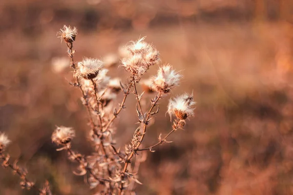 Абстрактно Теплый Пейзаж Сухого Полевого Цветка Травы Теплый Золотой Час — стоковое фото