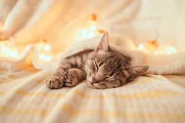 Sevimli çizgili gri bir kedi yavrusu, Noel süsleriyle bembeyaz örülü bir battaniyeyle kanepede uyur.