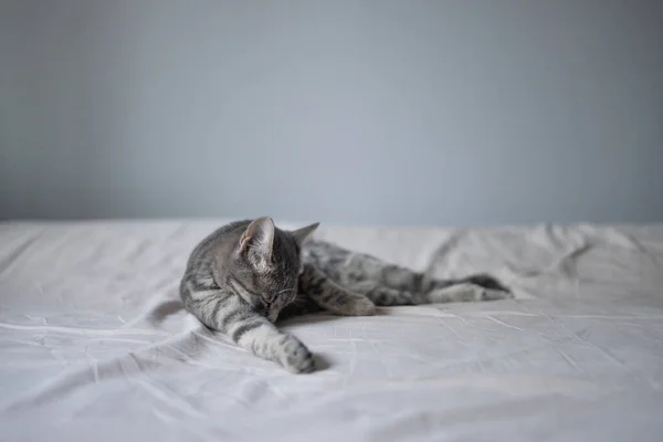 Beautiful fluffy cat in the bedroom and washes his tongue with his tongue, cleans his paws on the bed at home — Stockfoto