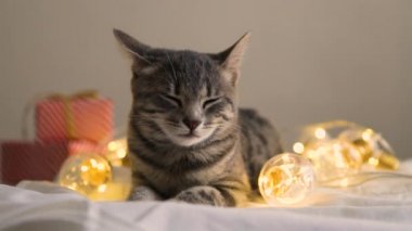 Cute little gray kitten lying on a soft bed with red Christmas balls and light golden garlands, paper gift box.