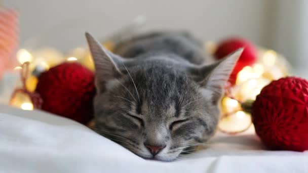 Christmas holidays background. Cute little gray kitten lying on a soft bed with red balls and light golden garlands, paper gift box. — Stockvideo