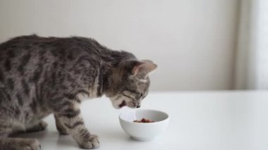 Cute little gray kitten eating food from a bowl. Human hand puts a white bowl of dry food on the table